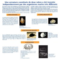 Mécanismes d'adaptation