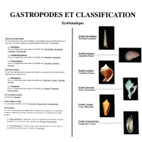 Classification des Gastéropodes