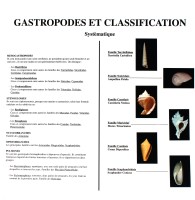Classification des Gastéropodes