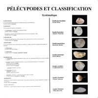 Classification des Pélécypodes