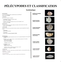 Classification des Pélécypodes