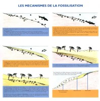 Les mécanismes de fossilisation