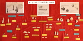 Vitrine : la grande diversité des formes