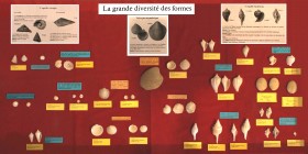 Vitrine : la grande diversité des formes