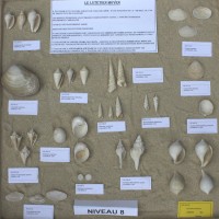 Fossiles du Niveau 08