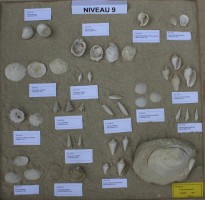 Fossiles du Niveau 09