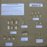 Fossiles du Niveau 10