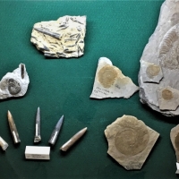 Fossiles de l'Aveyron - Pièces de Michel et Jacques