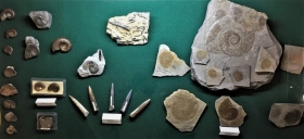 Fossiles de l'Aveyron - Pièces de Michel et Jacques