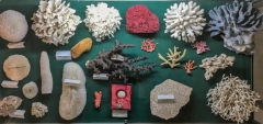 Corail - Pièces de Michel