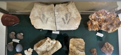 Empreinte de Dinosaure - Pièce de Michel