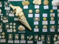 Fossiles de Grignon et Oursins du Bassin Parisien - Pièces Grignon du Club et oursins de Tadeusz