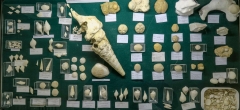 Fossiles de Grignon et Oursins du Bassin Parisien - Pièces Grignon du Club et oursins de Tadeusz
