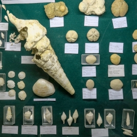 Fossiles de Grignon et Oursins du Bassin Parisien - Pièces Grignon du Club et oursins de Tadeusz
