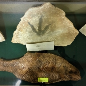 Empreinte de dinosaure. Moulages poissons réalisés à l'atelier