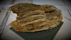 Bois fossile trouvé par le club à Villejust 77