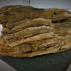 Bois fossile trouvé par le club à Villejust 77