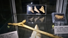 Vitrine Préhistoire - moulages - Pièces Michel