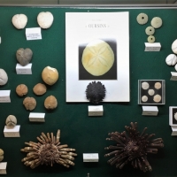 Oursins actuels et fossiles - Pièces de Michel