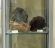 Vitrine bois fossile - pièces Michel