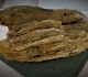 Bois fossile trouvé par le club à Villejust 77