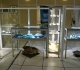 Vitrine Aveyron , Préhistoire et Oursins