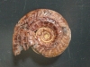 modamo1