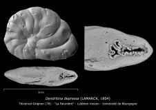 Dendritina depressa