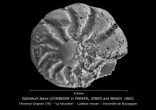 Elphidium laeve