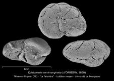 Epistomaria semimarginata