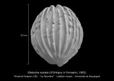 Globulina sulcata
