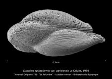 Guttulina spicaeformis var. parisiensis