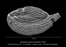 Heterellina bella