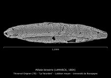 Miliola birostris