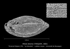 Miliola disticha
