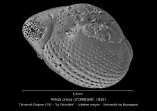 Miliola prisca