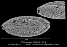 Miliola saxorum