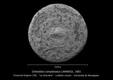 Orbitolites complanatus