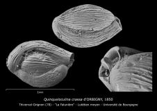 Quinqueloculina crassa
