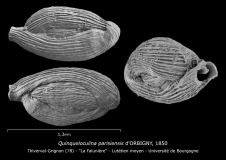 Quinqueloculina parisiensis