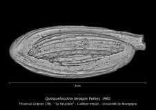 Quinqueloculina tenagos