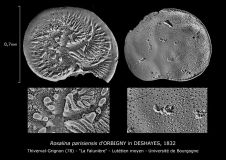 Rosalina parisiensis