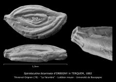 Spiroloculina bicarinata