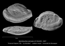 Spiroloculina carinata
