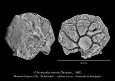 cf Pararotalia inermis