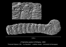 cf Spirolina pedum