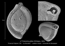 cf Triloculina gibba