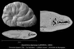 Dendritina depressa