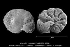 Discorbis vesicularis
