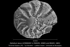 Elphidium laeve